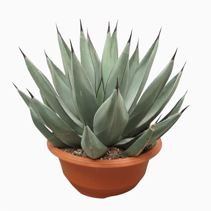 <h4>Agave   ...</h4>
