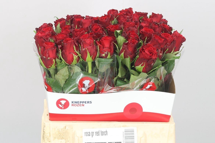 <h4>R Gr Red Torch</h4>