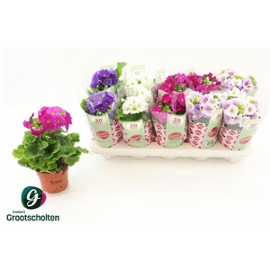 PRIM OB SWEETK A GEM