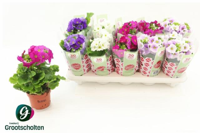 <h4>PRIM OB SWEETK A GEM</h4>