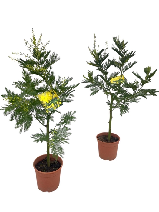 <h4>Mimosa (Acacia Dealbata) - op Stam</h4>
