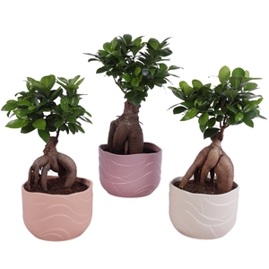 Ficus m. Ginseng Ball Shape Ø15cm in Ø17cm Ceramic SE660