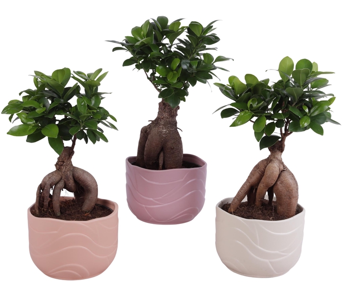 <h4>Ficus m. Ginseng Ball Shape Ø15cm in Ø17cm Ceramic SE660</h4>