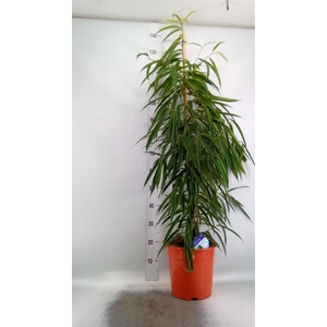 Ficus binn. 'Alii'