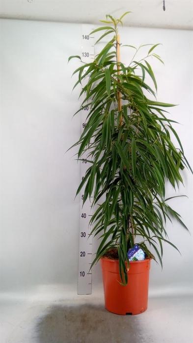 <h4>Ficus binn. 'Alii'</h4>