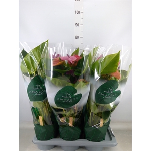 Anthurium andr. 'Cavalli'