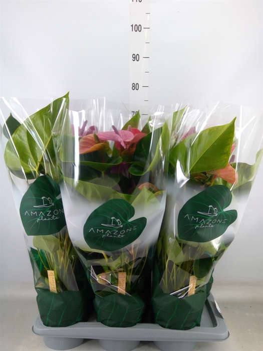 <h4>Anthurium andr. 'Cavalli'</h4>