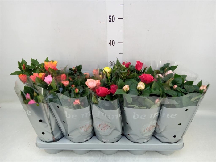 <h4>Rosa  'Beau Monde'   ...mix</h4>