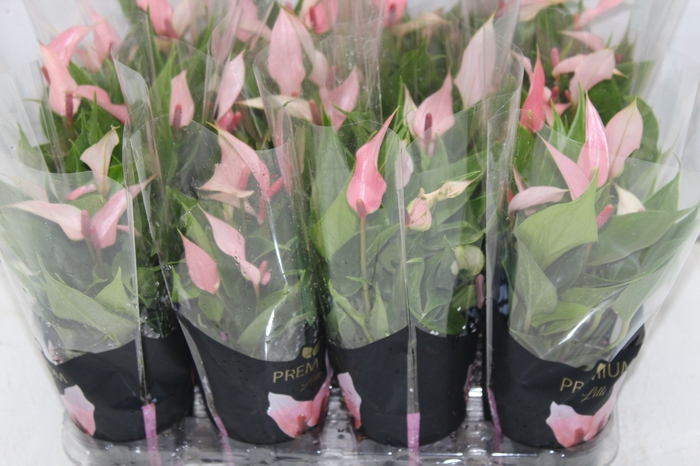 <h4>ANTHURIUM LILLI P09 PREMIUM</h4>