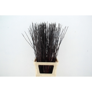 CORNUS ALBA KESSELRI ZWART