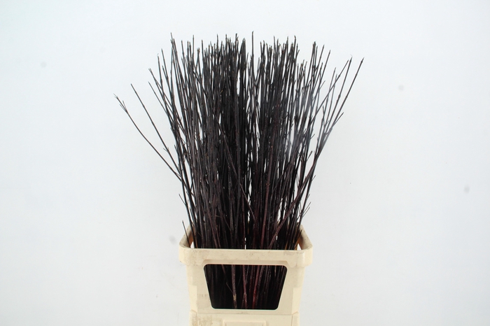 <h4>CORNUS ALBA KESSELRI ZWART</h4>