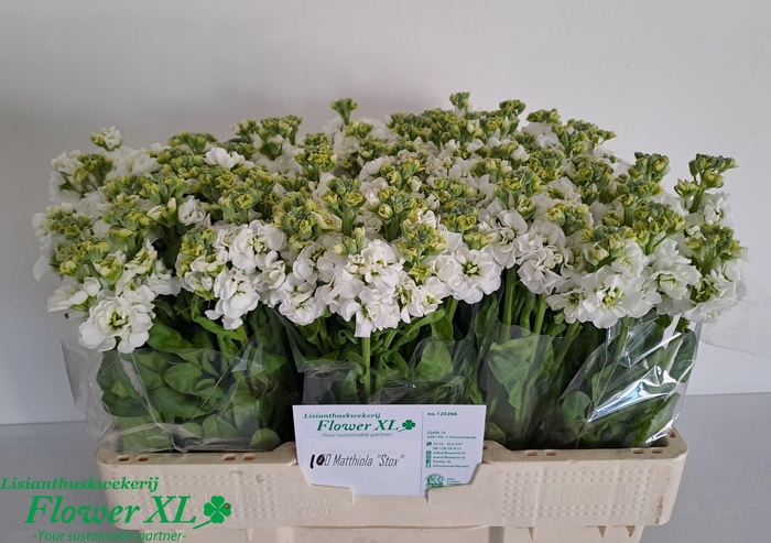 <h4>MATTH STOX WHITE</h4>