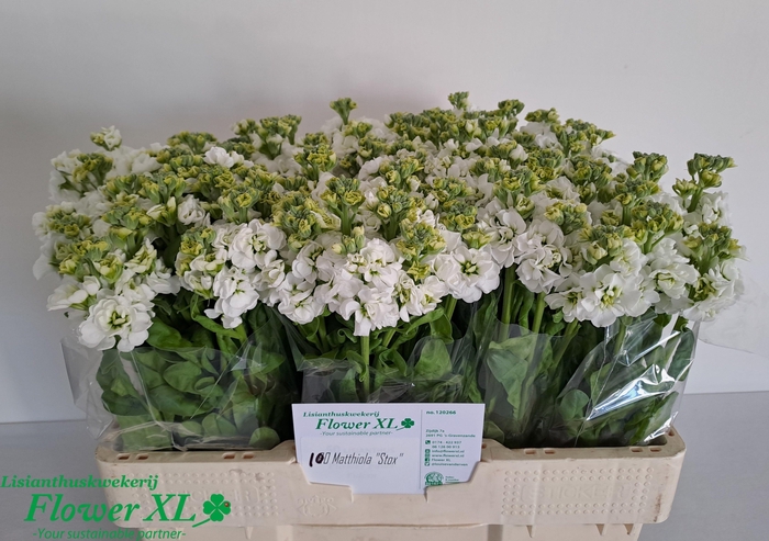 <h4>MATTH STOX WHITE</h4>