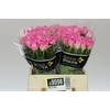 Rosa Gr Aqua Imp