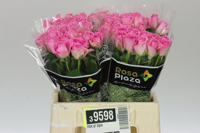 <h4>Rosa Gr Aqua Imp</h4>