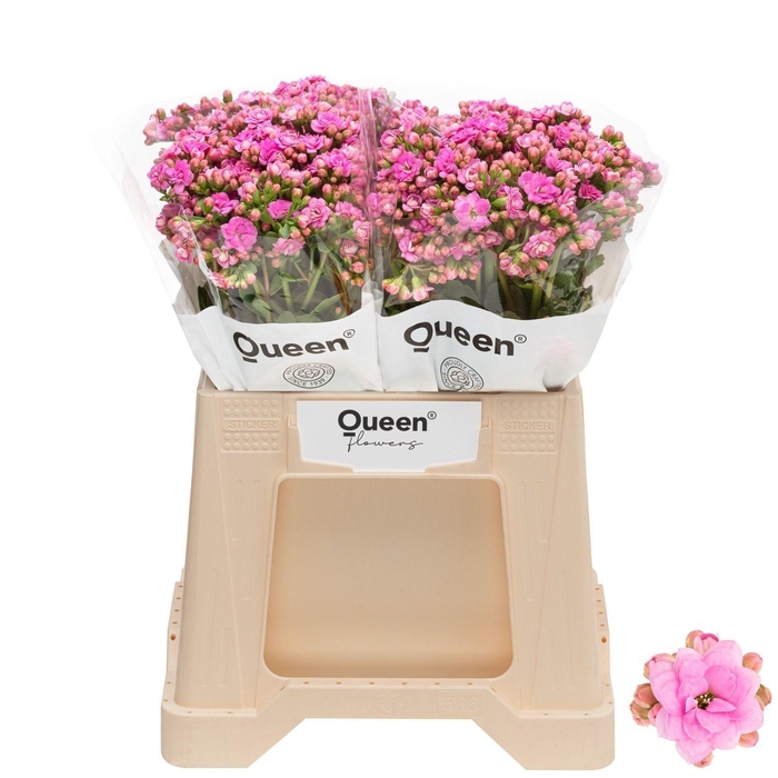 <h4>Kalanchoe Pink Taffy Meadow</h4>