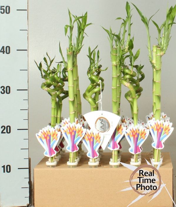 <h4>DRA LUCKY BAMBOO</h4>