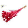 Cardi Distel Bleached 10pc/bunch 55cm Cerise