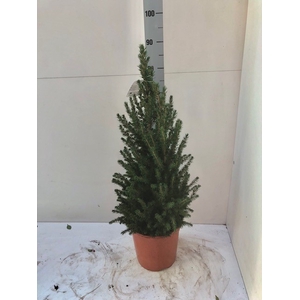 PICEA GL CONICA