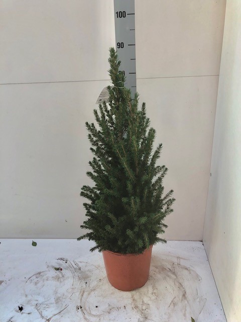 <h4>PICEA GL CONICA</h4>