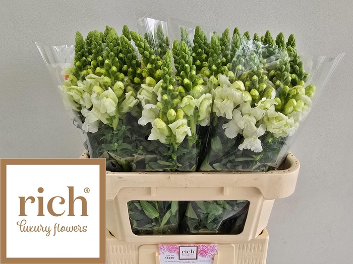 <h4>Antir Monaco White</h4>