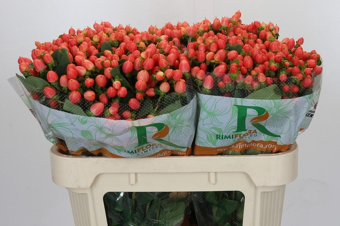 <h4>Hypericum Magical Royal Princess</h4>