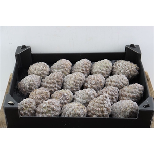 Wax Pinea Gl Naturel X20