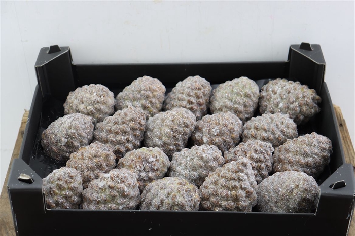 <h4>Wax Pinea Gl Naturel X20</h4>