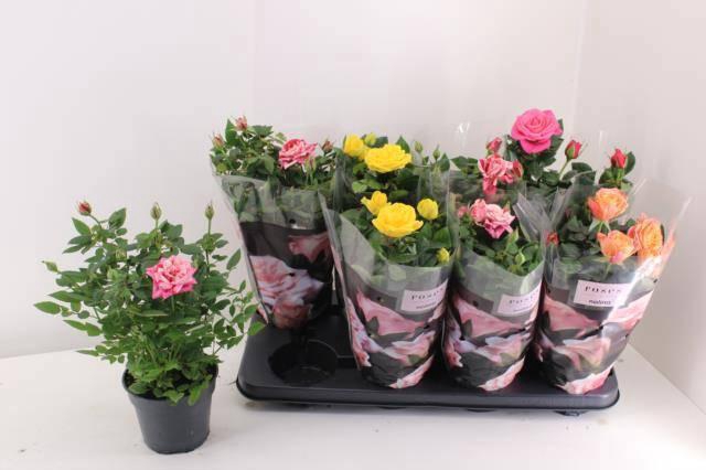 <h4>RO PATHIT GEM 4 SRT</h4>