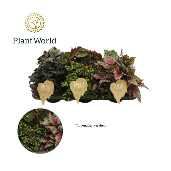 <h4>Begonia rex Magic Colours</h4>