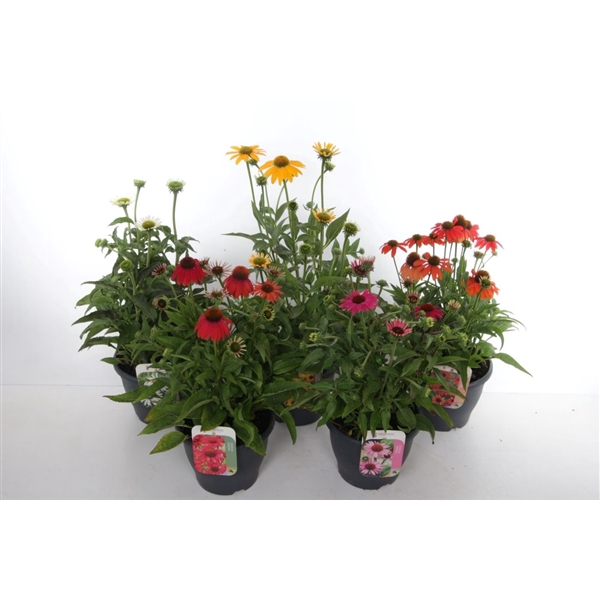 <h4>Echinacea purpurea mix</h4>
