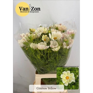 Cosmos Creme