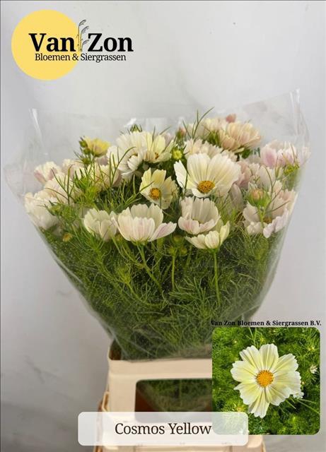 <h4>Cosmos Creme</h4>