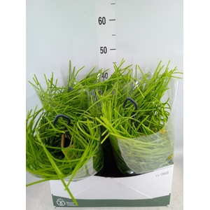 Rhipsalis   ...