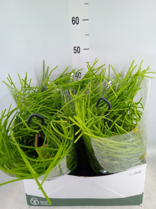 <h4>Rhipsalis   ...</h4>