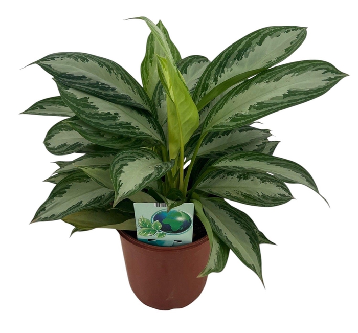 <h4>Aglaonema Silver Bay P24</h4>