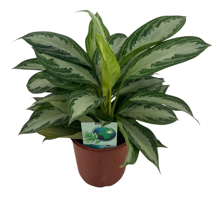 <h4>Aglaonema Silver Bay P24</h4>