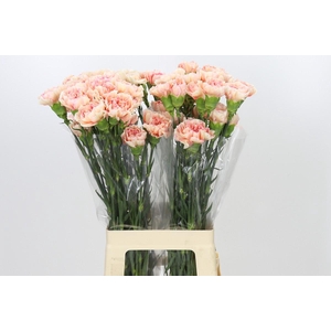 Dianthus St Apple Tea