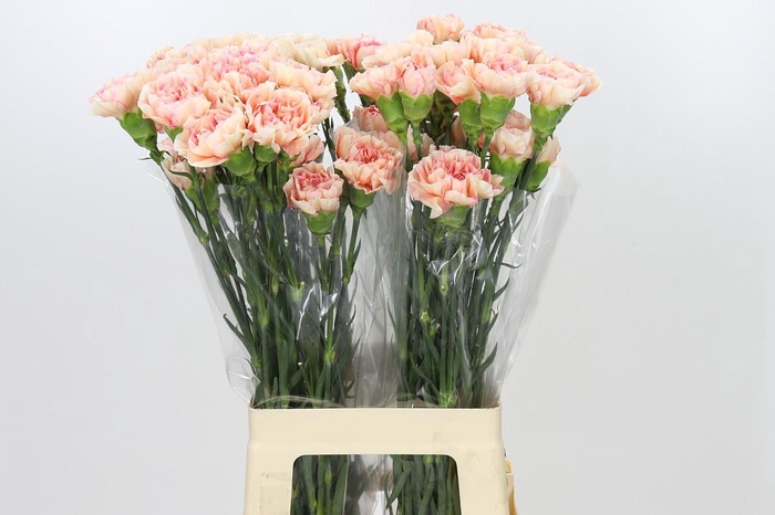 <h4>Dianthus St Apple Tea</h4>