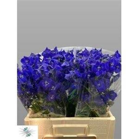 <h4>Delphinium Be Atlantis</h4>
