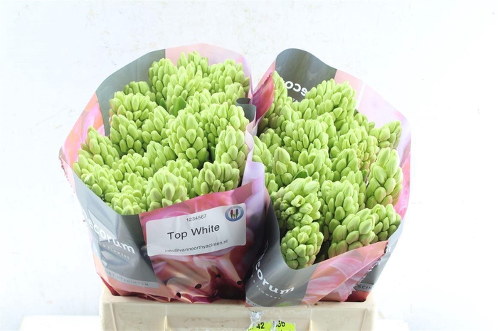 <h4>Hyac Top White</h4>