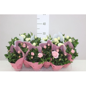 Rosa Infinity Gemengd