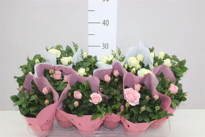 <h4>Rosa Infinity Gemengd</h4>