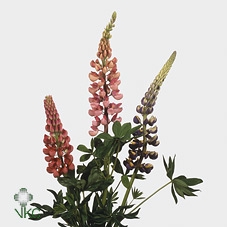 Lupinus