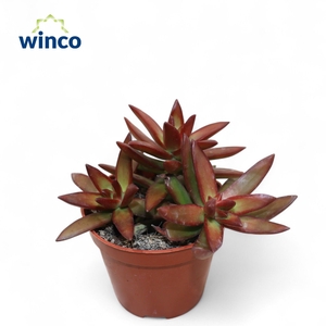 SEDUM OVERIG