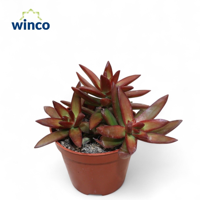 <h4>SEDUM OVERIG</h4>