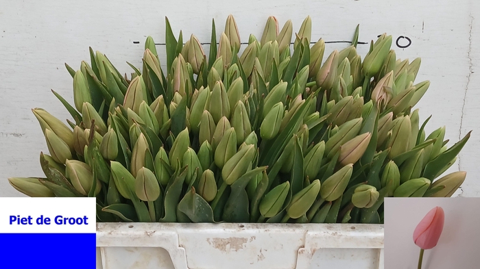 <h4>TU EN MENTON</h4>