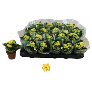 KAL GE AMARILLO YELL