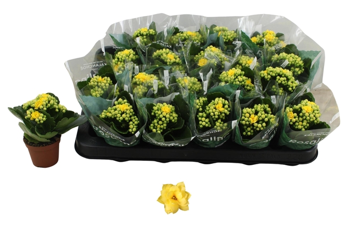 <h4>KAL GE AMARILLO YELL</h4>