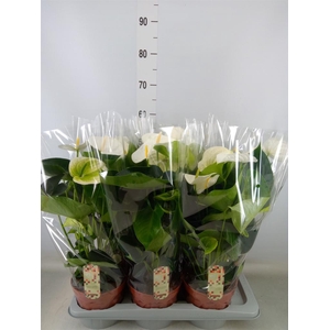 Anthurium andr. 'Alpine'